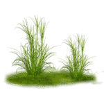 plants and trees png pack - Image 5