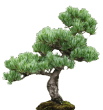 plants and trees png pack - Image 6
