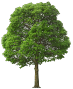 plants and trees png pack - Image 2