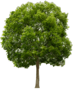 plants and trees png pack - Image 3